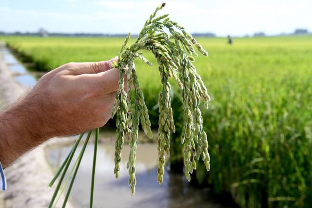 Brasil compra quase 200 mil toneladas de arroz dos EUA, Índia e Guiana, estima Abiarroz